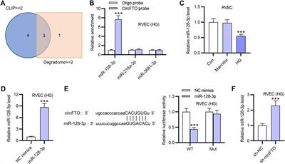 Circular Ribonucleic Acid circFTO Promotes Angiogenesis and Impairs Blood–Retinal Barrier Via Targeting the miR-128-3p/Thioredoxin Interacting Protein Axis in Diabetic Retinopathy